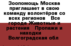 Зоопомощь.Москва приглашает в свою команду волонтёров со всех регионов - Все города Животные и растения » Пропажи и находки   . Волгоградская обл.